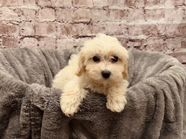 Maltipoo- Available 10/26-DOG-Female-Apricot-1590-PetCenter Old Bridge, New Jersey