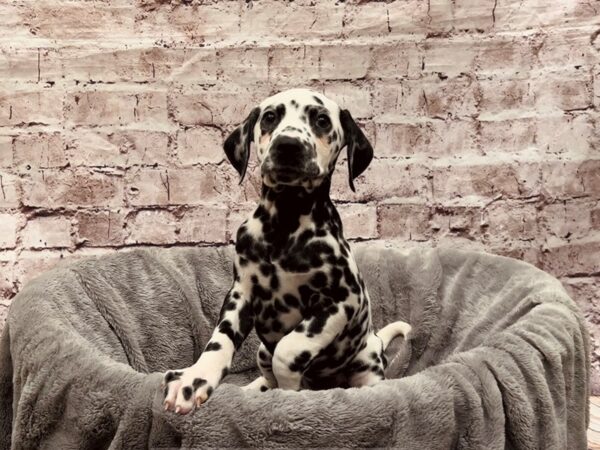 Dalmatian- Available 10/26-DOG-Female-White / Black-1597-PetCenter Old Bridge, New Jersey