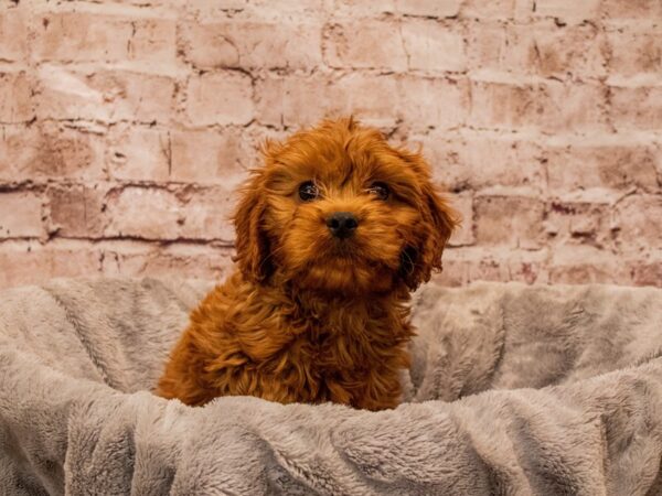 Cavapoo- Available 10/26-DOG-Male-Red-1596-PetCenter Old Bridge, New Jersey