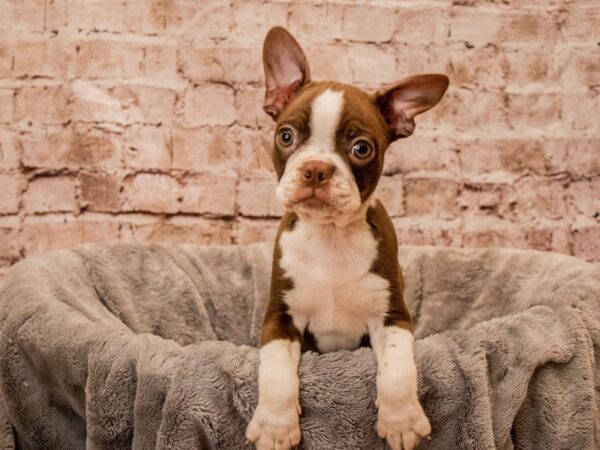 Boston Terrier- Available 10/26-DOG-Female-Seal and White-1595-PetCenter Old Bridge, New Jersey