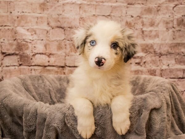 Australian Shepherd- Available 10/26-DOG-Female-Blue Merle White and Tan-1593-PetCenter Old Bridge, New Jersey