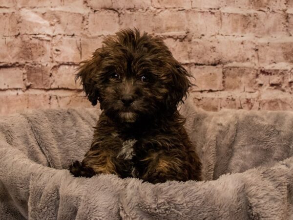 Lhasapoo- Available 10/26-DOG-Male-Grizzle-1594-PetCenter Old Bridge, New Jersey