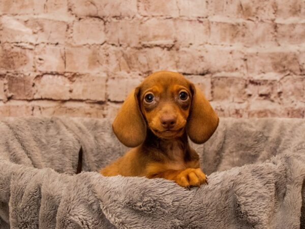 Dachshund- Available 10/26-DOG-Female-Red-1591-PetCenter Old Bridge, New Jersey