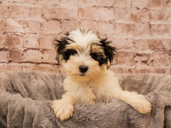 Morkie- Available 10/26-DOG-Male-Black and Tan-1592-PetCenter Old Bridge, New Jersey