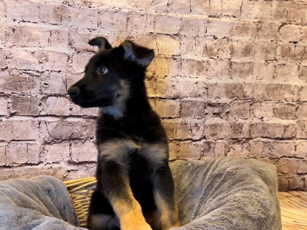 German Shepherd- Available 11/2-DOG-Female-Black and Tan-1606-PetCenter Old Bridge, New Jersey