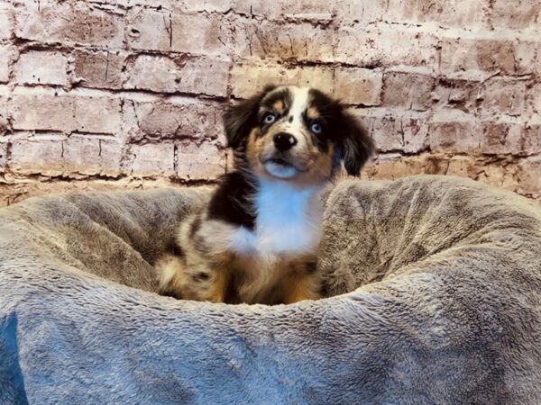 Miniature Australian Shepherd- Available 11/2-DOG-Male-Blue Merle White and Tan-1605-PetCenter Old Bridge, New Jersey