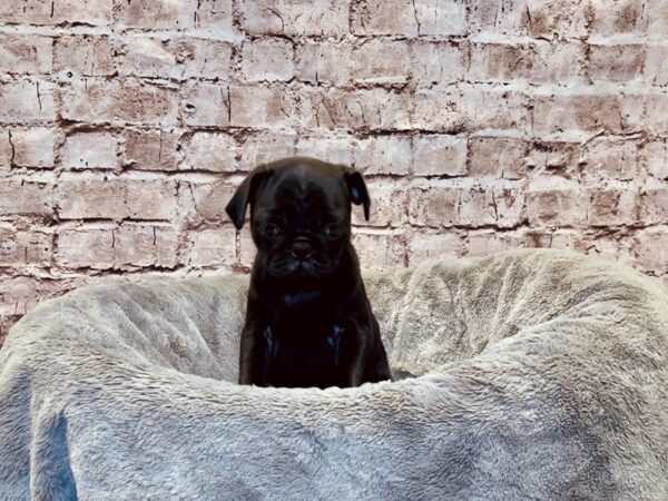 Pug- Available 11/2-DOG-Female-Black-1608-PetCenter Old Bridge, New Jersey