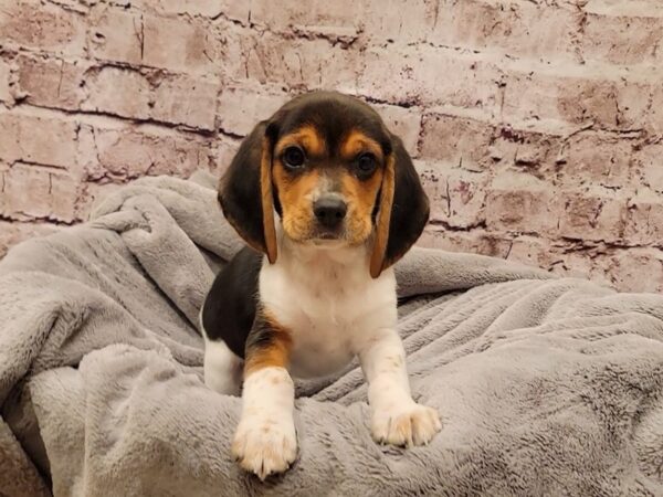 Beagle- Available 11/2-DOG-Male-Tri-Colored-1604-PetCenter Old Bridge, New Jersey