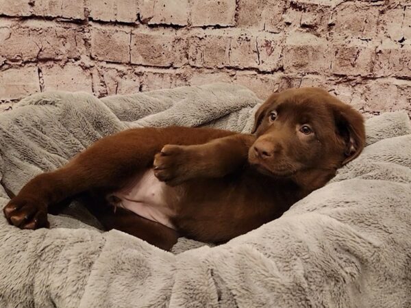 Labrador Retriever- Available 11/2-DOG-Female-Chocolate-1603-PetCenter Old Bridge, New Jersey