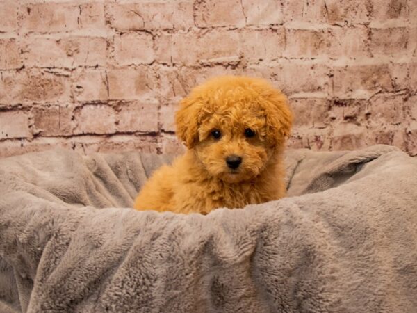 Bichon Poo- Available 11/9-DOG-Male-Apricot-1614-PetCenter Old Bridge, New Jersey