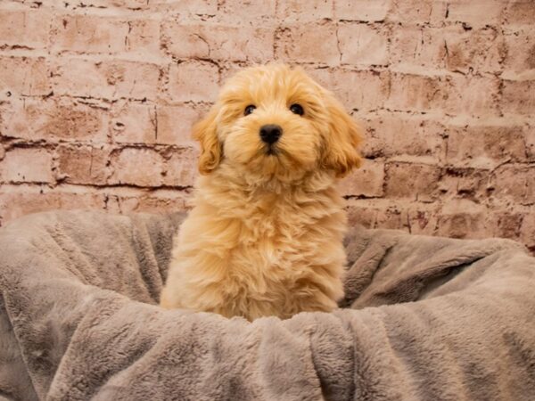 Mini Goldendoodle- Available 11/9-DOG-Female-Cream-1612-PetCenter Old Bridge, New Jersey