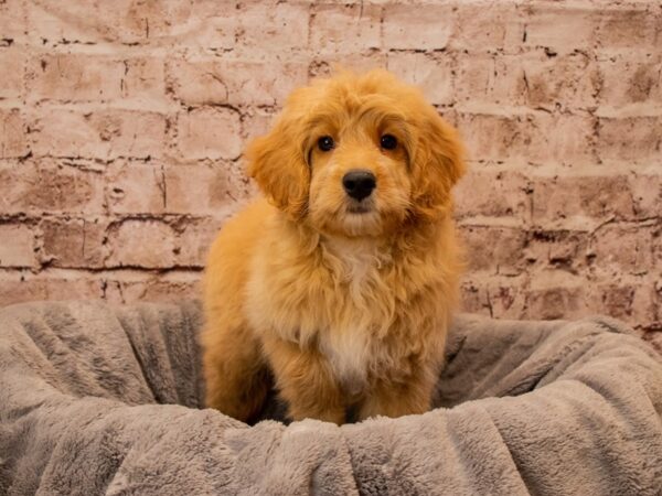 Mini Goldendoodle- Available 11/9-DOG-Male-Cream-1613-PetCenter Old Bridge, New Jersey