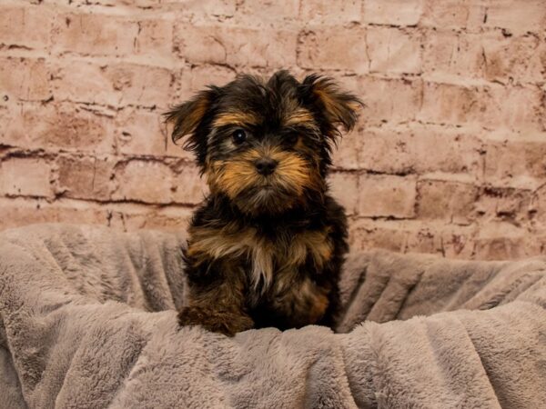Yorkshire Terrier- Available 11/9-DOG-Female-Black and Tan-1621-PetCenter Old Bridge, New Jersey