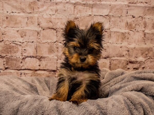 Yorkshire Terrier- Available 11/9-DOG-Male-Black and Tan-1622-PetCenter Old Bridge, New Jersey