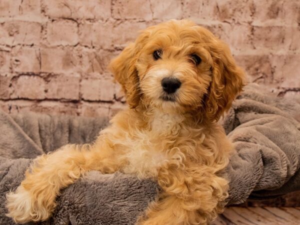 Cockapoo- Available 11/9-DOG-Male-Apricot-1623-PetCenter Old Bridge, New Jersey