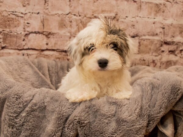 Yorkiepoo- Available 11/9-DOG-Male-White and Silver-1620-PetCenter Old Bridge, New Jersey