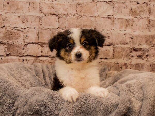 Miniature Australian Shepherd- Available 11/9-DOG-Female-Black White and Brown-1625-PetCenter Old Bridge, New Jersey