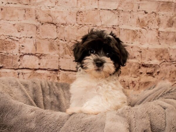Coton De Tulear- Available 11/2-DOG-Male-Black / White-1600-PetCenter Old Bridge, New Jersey