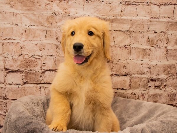 Golden Retriever- Available 11/2-DOG-Male-Golden-1599-PetCenter Old Bridge, New Jersey