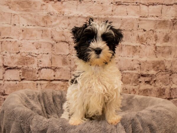 Biewer Yorkshire Terrier- Available 11/2-DOG-Male-Black White and Gold-1610-PetCenter Old Bridge, New Jersey