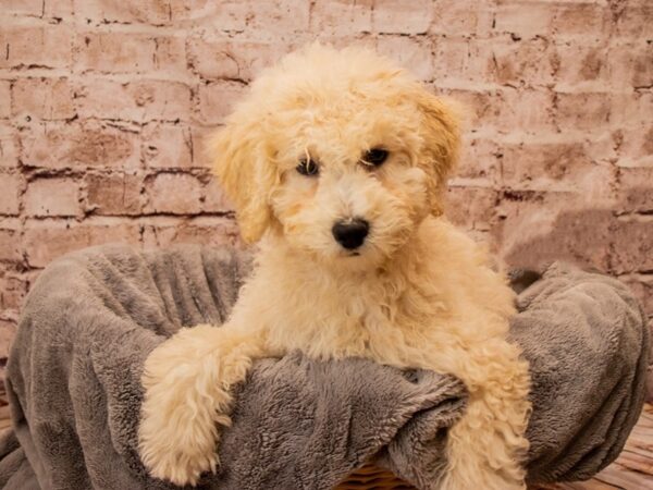 Poodle- Available 10/26-DOG-Female-Apricot-1598-PetCenter Old Bridge, New Jersey