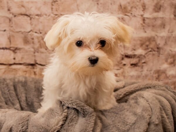 Maltese- Available 10/19-DOG-Female-White-1582-PetCenter Old Bridge, New Jersey