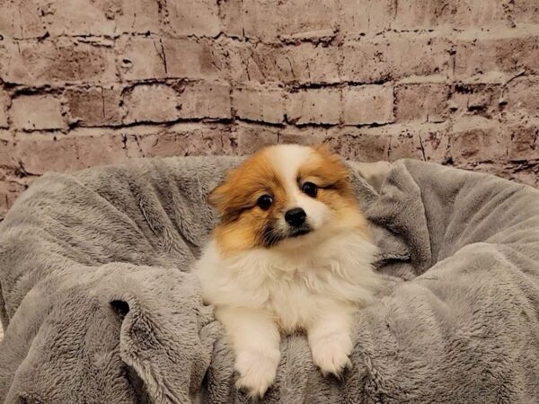 Pomeranian- Available 11/9-DOG-Female-Brown / White-1619-PetCenter Old Bridge, New Jersey