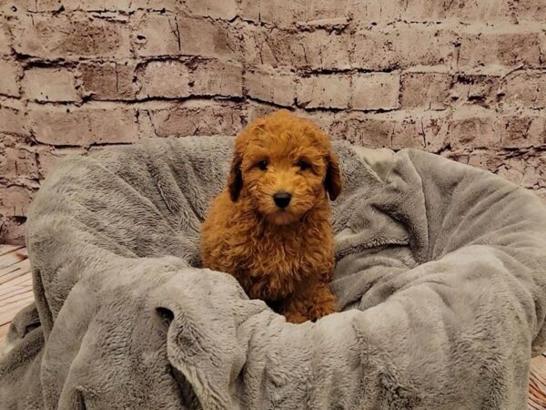 Poodle- Available 11/9-DOG-Male-Red-1616-PetCenter Old Bridge, New Jersey