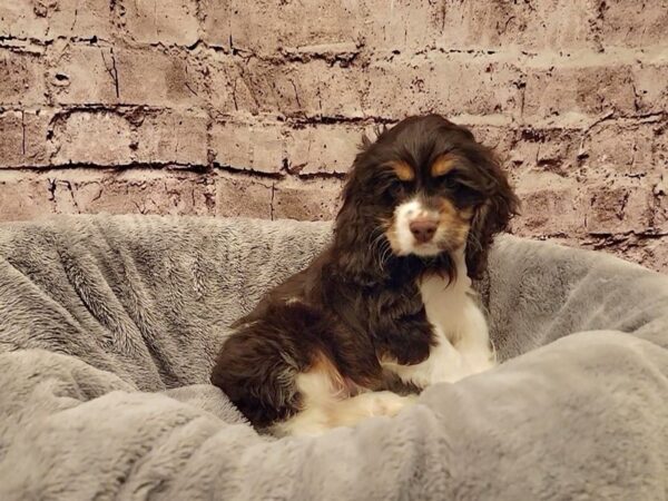 Cocker Spaniel- Available 11/9-DOG-Female-Chocolate / White-1618-PetCenter Old Bridge, New Jersey