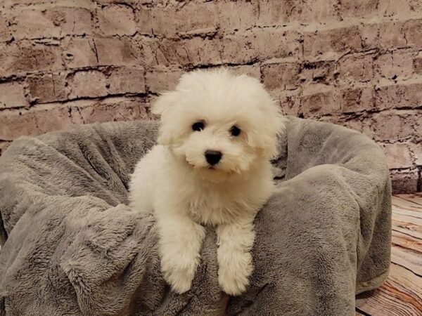 Bichon Frise- Available 11/9-DOG-Female-White-1617-PetCenter Old Bridge, New Jersey