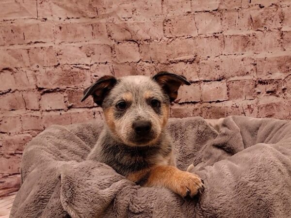 Australian Cattle Dog- Available 11/9-DOG-Male-Blue Mottled-1615-PetCenter Old Bridge, New Jersey