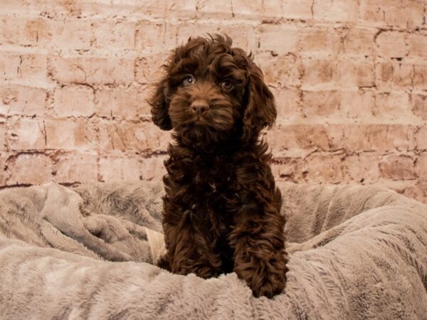 Cockapoo- Available 11/16-DOG-Male-Chocolate-1630-PetCenter Old Bridge, New Jersey
