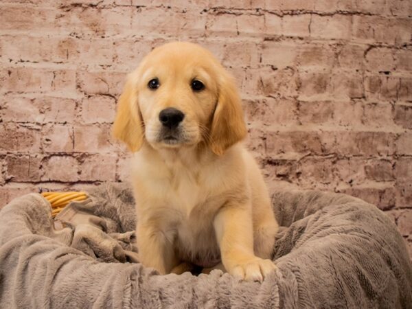 Golden Retriever- Available 11/16-DOG-Female-Golden-1626-PetCenter Old Bridge, New Jersey
