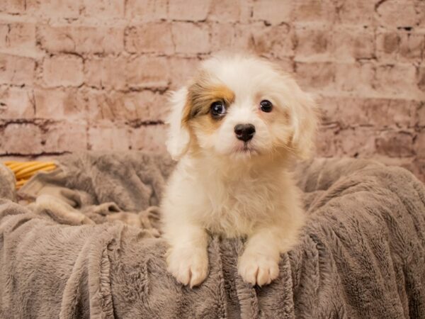 Cavapoo- Available 11/16-DOG-Female-White-1627-PetCenter Old Bridge, New Jersey
