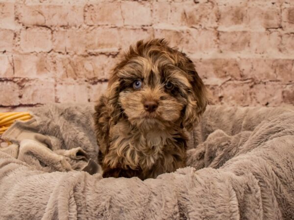Cockapoo- Available 11/16-DOG-Female-Chocolate Merle-1629-PetCenter Old Bridge, New Jersey