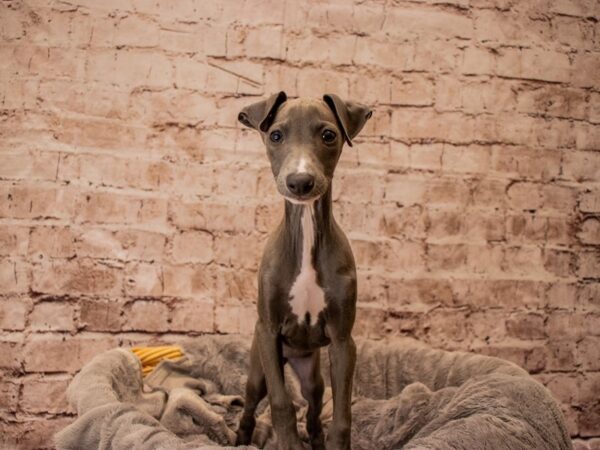 Italian Greyhound- Available 11/16-DOG-Female-Blue-1628-PetCenter Old Bridge, New Jersey