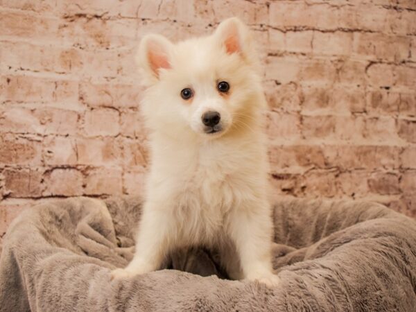 American Eskimo- Available 11/16-DOG-Male-White-1641-PetCenter Old Bridge, New Jersey