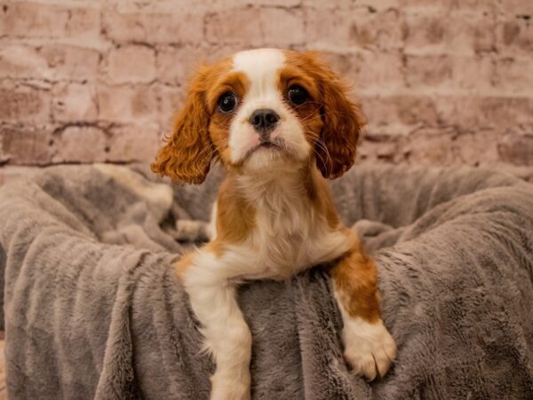 Cavalier King Charles Spaniel- Available 11/16-DOG-Female-Blenheim-1638-PetCenter Old Bridge, New Jersey