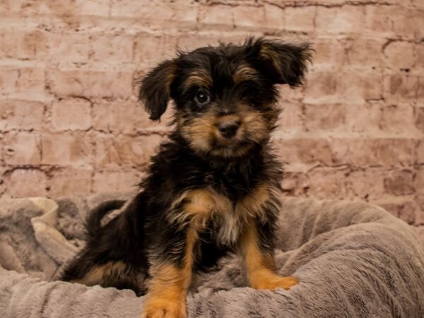Morkie- Available 11/16-DOG-Female-Black and Tan-1639-PetCenter Old Bridge, New Jersey