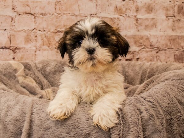 Shih Tzu- Available 11/16-DOG-Male-Brindle and White-1642-PetCenter Old Bridge, New Jersey