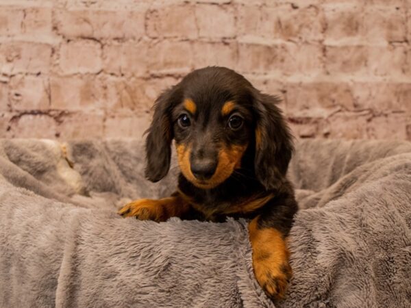 Dachshund- Available 11/16-DOG-Female-Black and Tan-1644-PetCenter Old Bridge, New Jersey