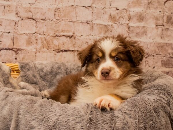 Miniature Australian Shepherd- Available 11/16-DOG-Female-Red and White-1640-PetCenter Old Bridge, New Jersey