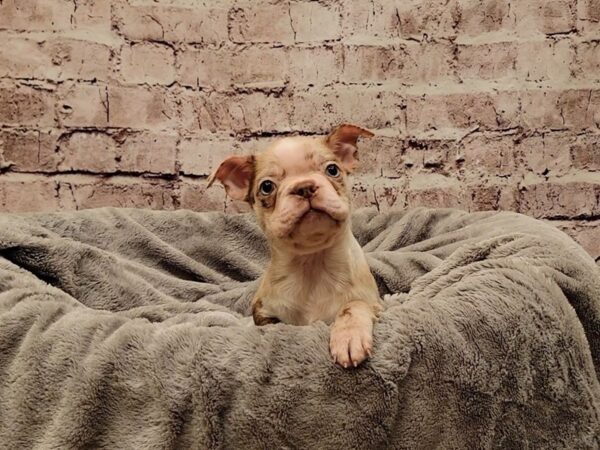 Boston Terrier- Available 11/16-DOG-Male-Red Merle-1636-PetCenter Old Bridge, New Jersey