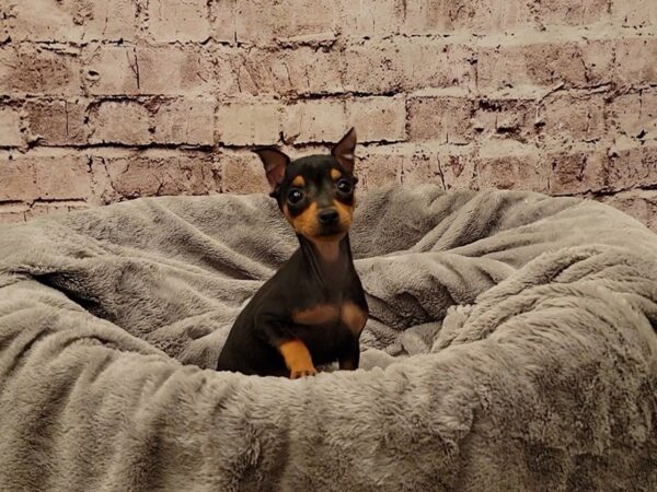 Miniature Pinscher- Available 11/16-DOG-Male-Black / Tan-1633-PetCenter Old Bridge, New Jersey
