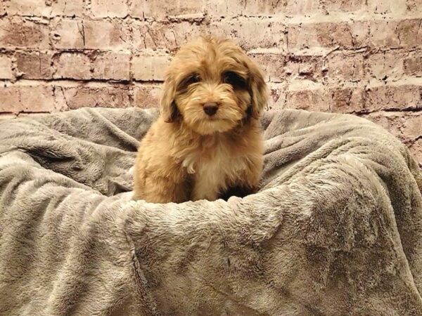 Mini Aussiedoodle- Available 11/16-DOG-Female-Chocolate Merle-1635-PetCenter Old Bridge, New Jersey