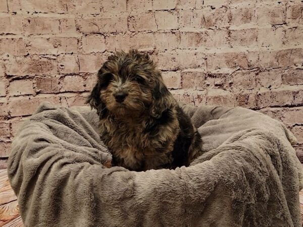 Mini Goldendoodle- Available 11/16-DOG-Female-Blue Merle-1637-PetCenter Old Bridge, New Jersey