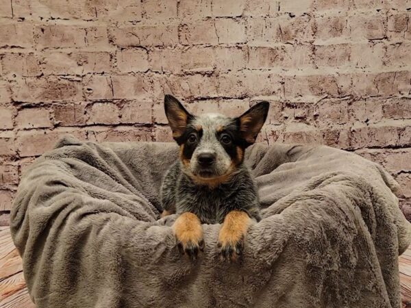 Australian Cattle Dog- Available 11/16-DOG-Female-Blue Mottled-1632-PetCenter Old Bridge, New Jersey