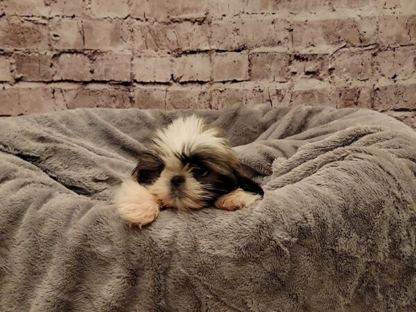 Shih Tzu- Available 11/16-DOG-Male-Sable / White-1634-PetCenter Old Bridge, New Jersey