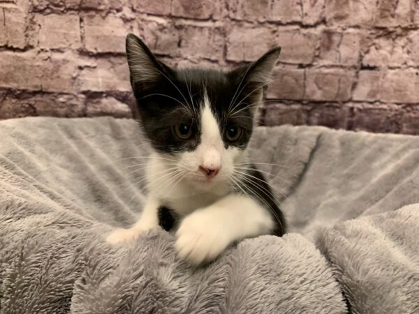 Domestic Short Hair- Old Bridge Animal Shelter-CAT-Male-Black & White-K-1645-PetCenter Old Bridge, New Jersey