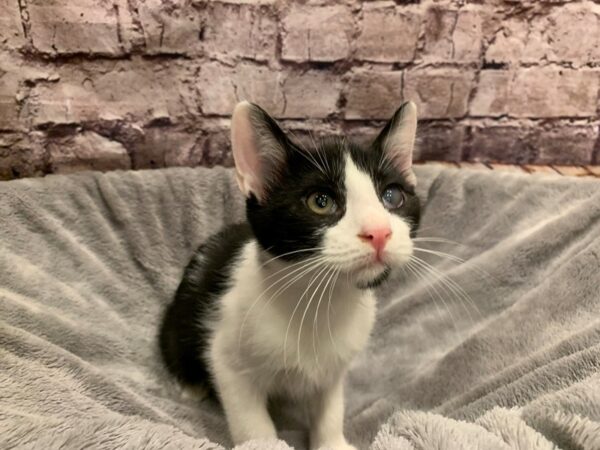 Domestic Short Hair- Old Bridge Animal Shelter-CAT-Male-Black & White-K-1645-PetCenter Old Bridge, New Jersey